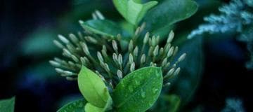 List of Useful Commands for Nuget