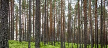 How to Use npm live-server