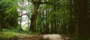 Code Snippet - How to Find Items by ObjectId with Mongoose