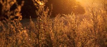 How to Use MongoDB TextSearch by Mongoose