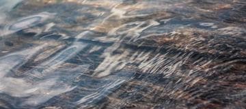 Windows Authentication